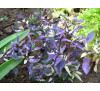 Насіння перцю декоративного кімнатного Коленкор строкатолистий  ( Calico Pepper Ornamental, Variegated) 
